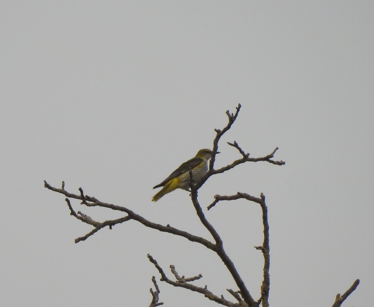 Эгэл шаргач - ML644314563