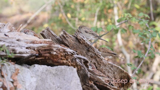 Etxe-txolarrea - ML644314567