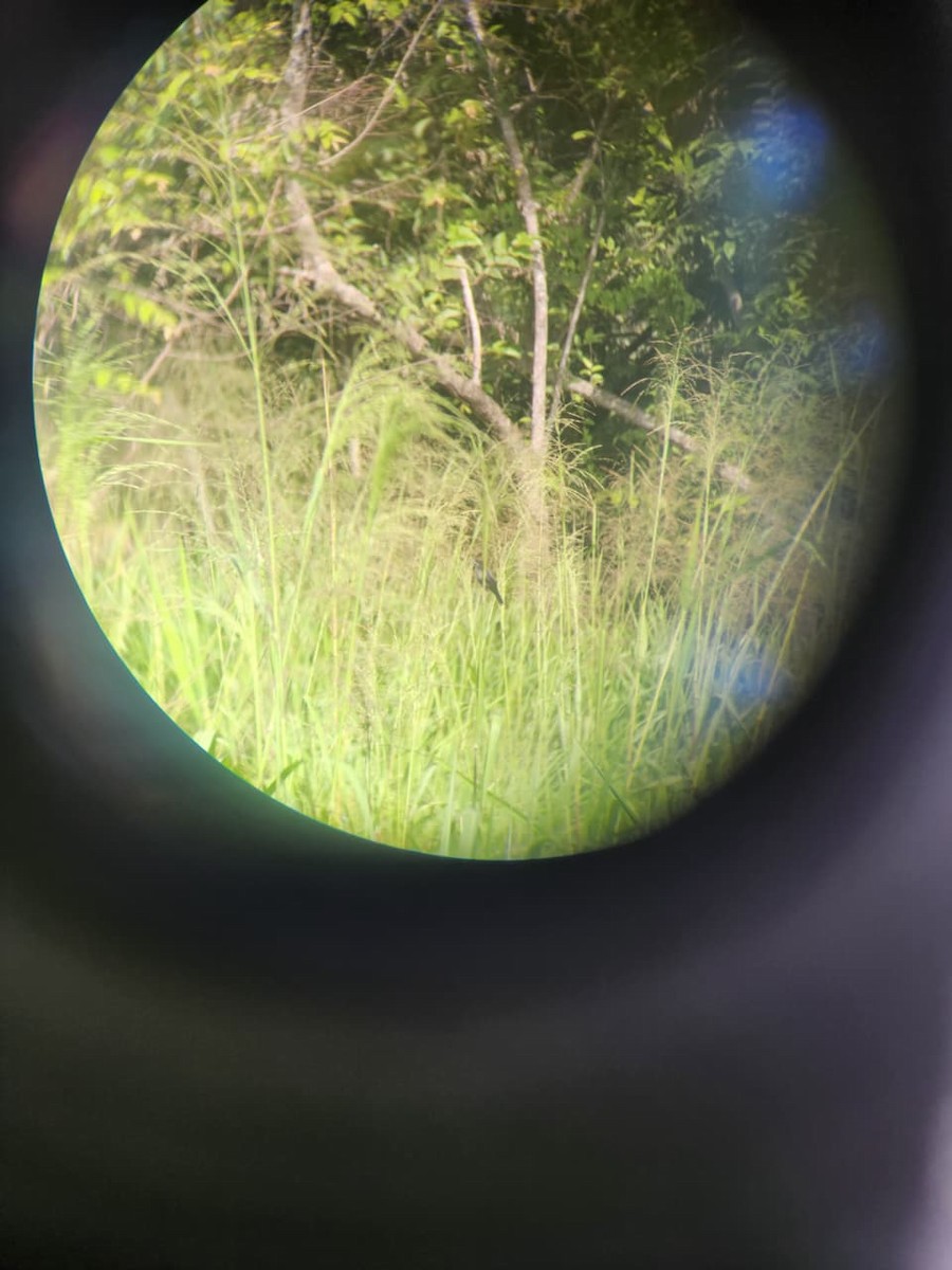 Якарина - ML644314568