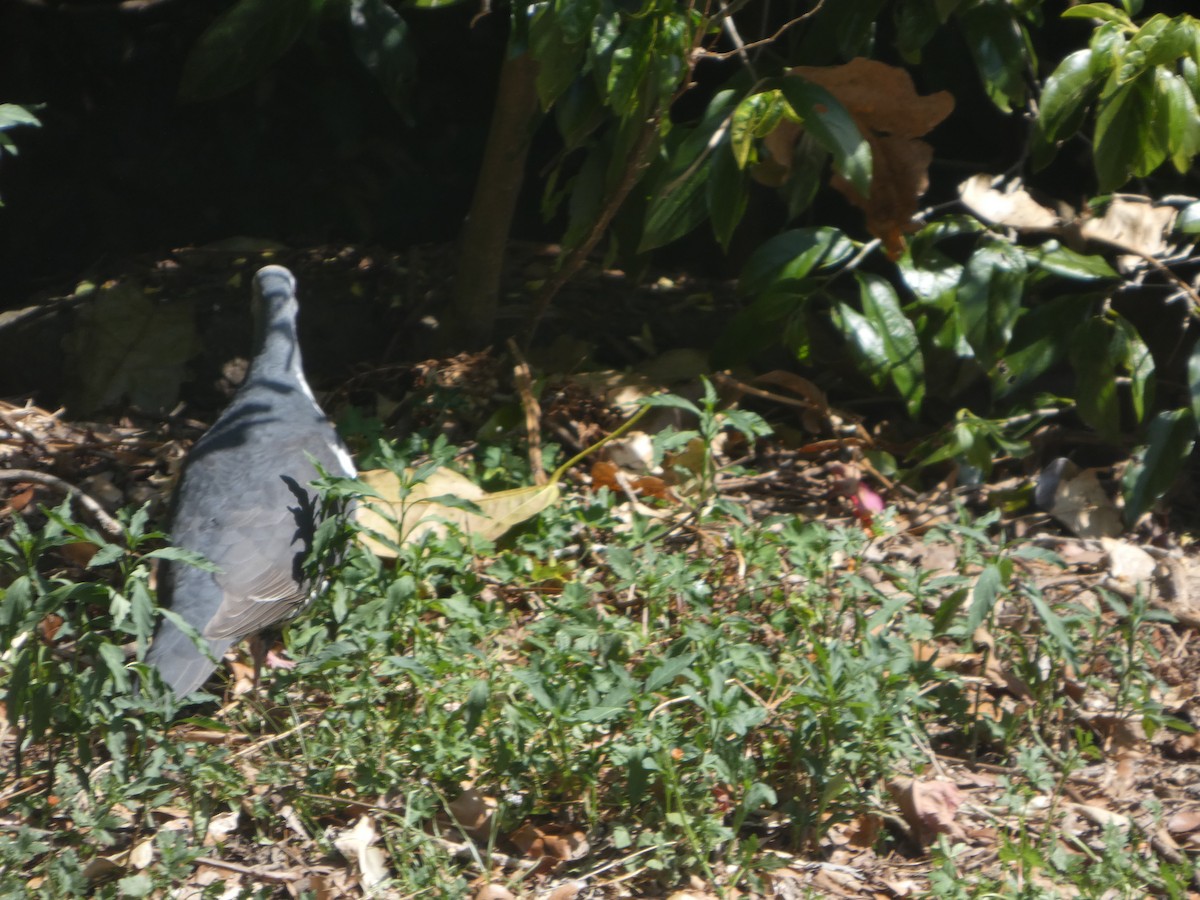 Вонга - ML644314569