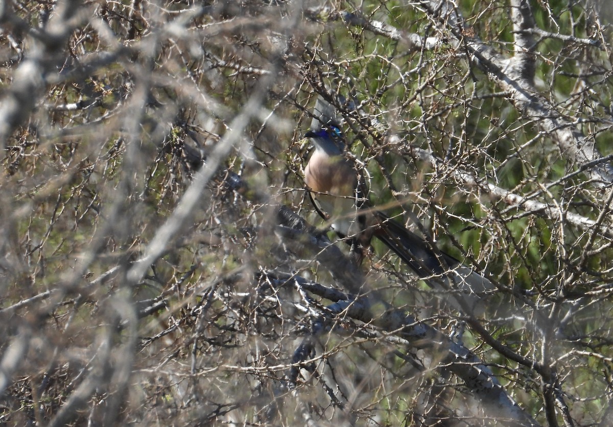 Crested Coua - ML644314573