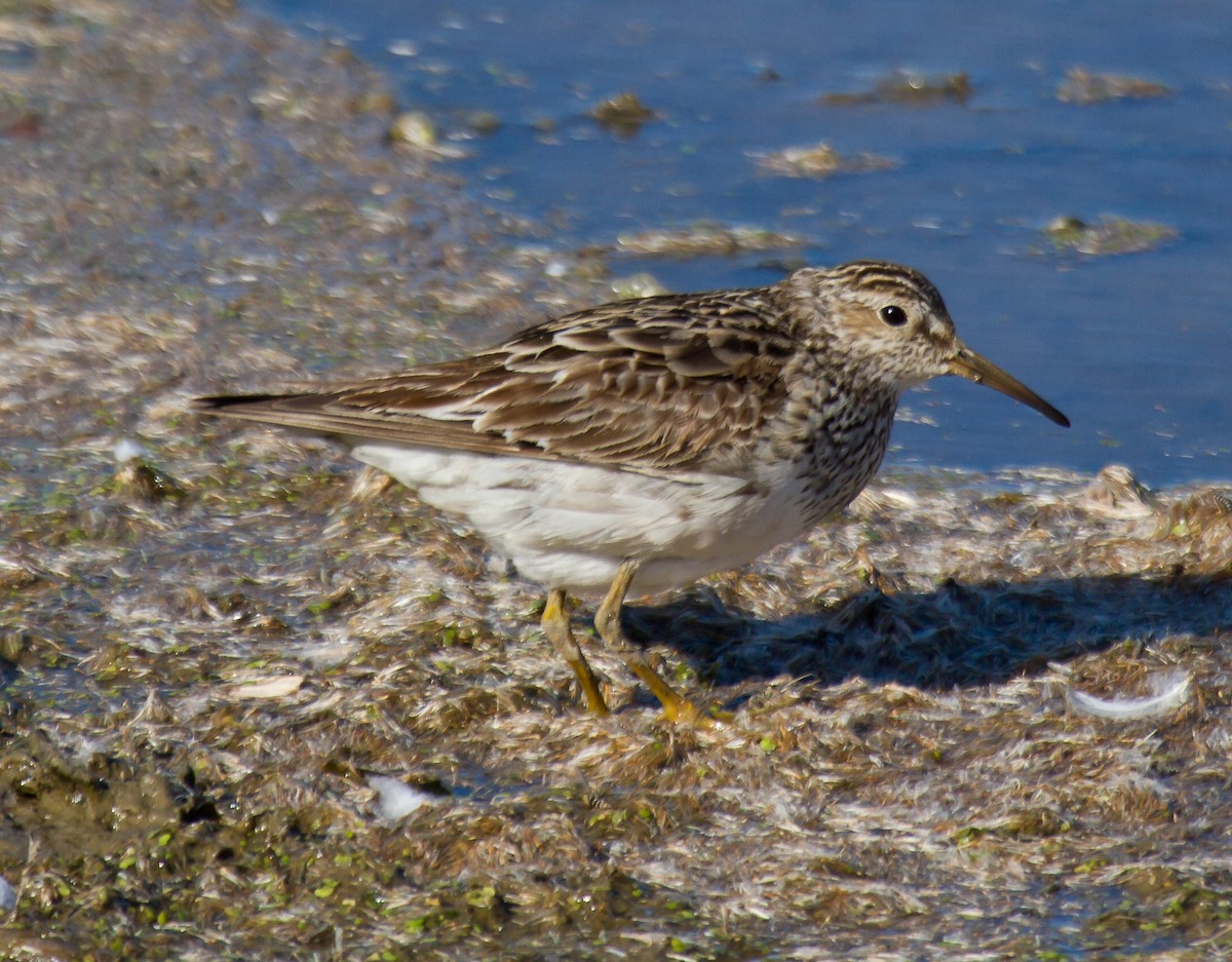 jespák skvrnitý - ML644314574