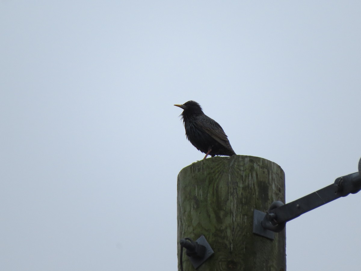 European Starling - ML644314583