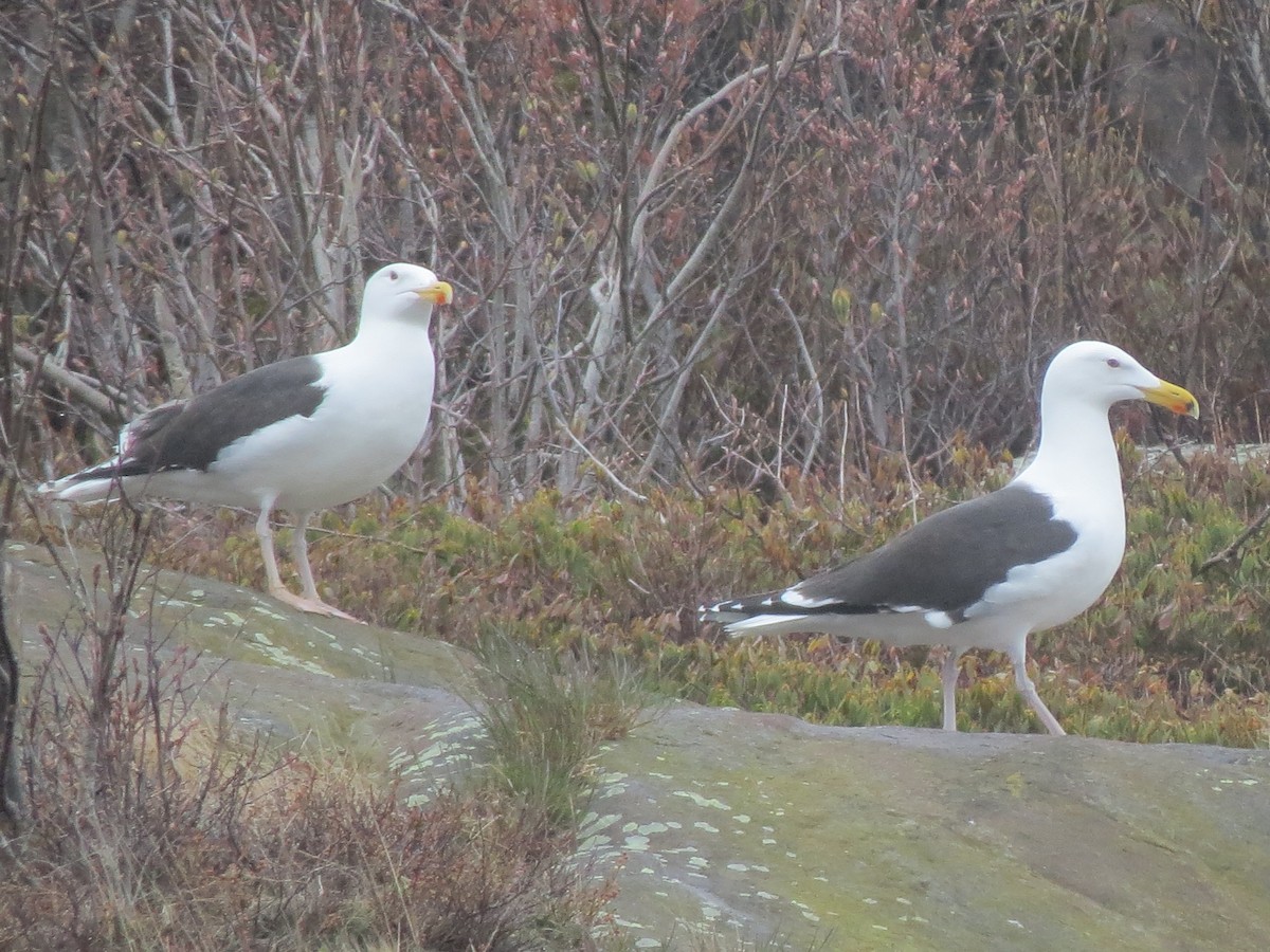 Great Black-backed Gull - ML644314589