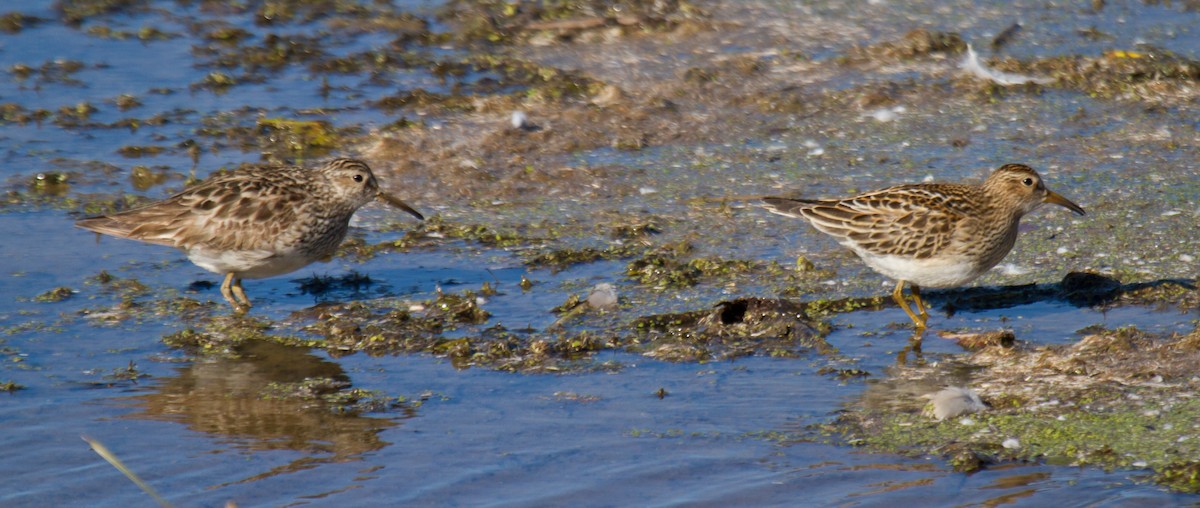 jespák skvrnitý - ML644314592