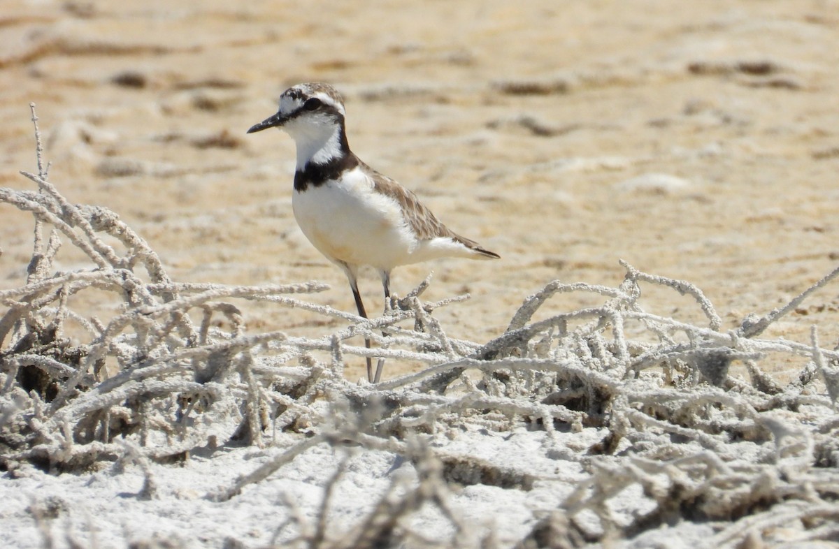 Madagascar Plover - ML644314597
