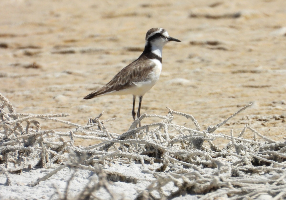 Madagascar Plover - ML644314599