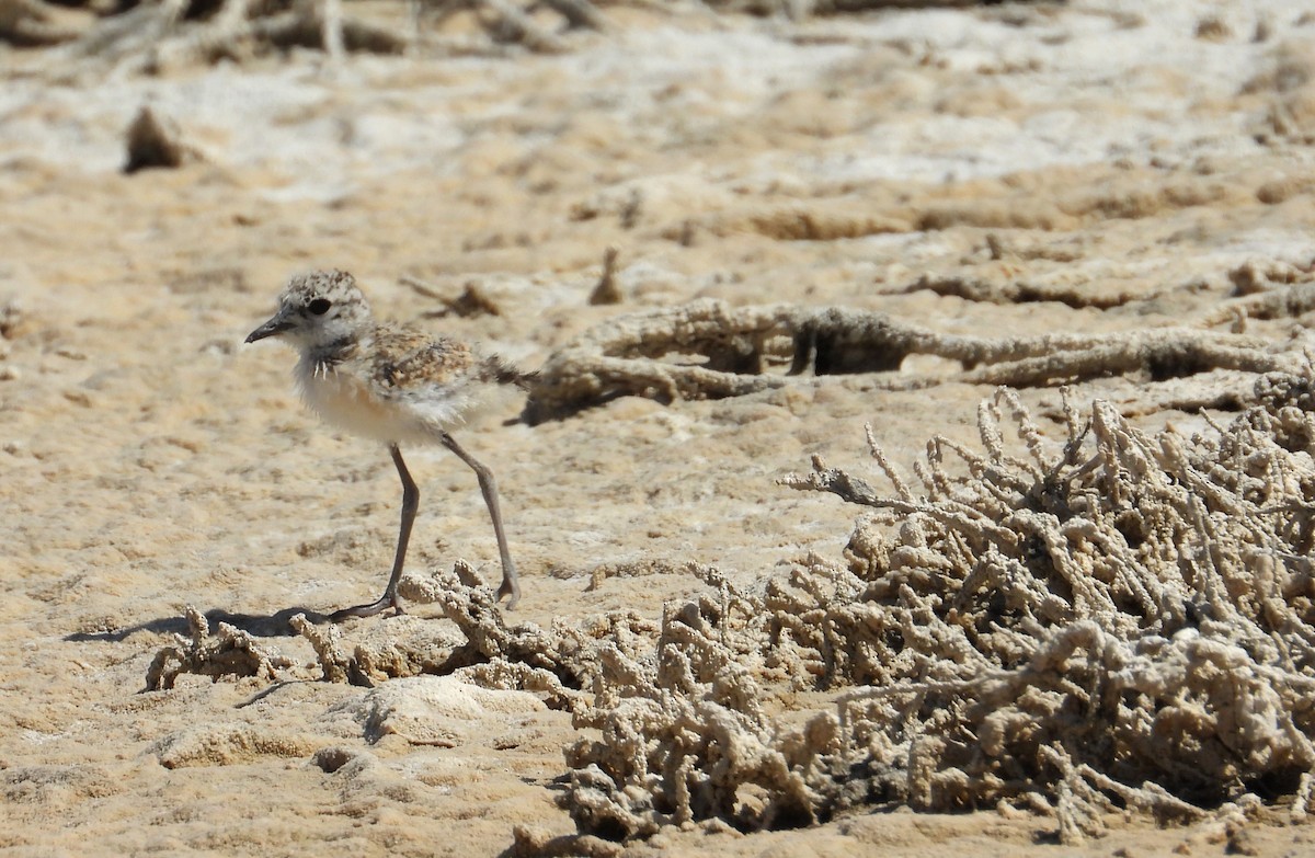Madagascar Plover - ML644314600