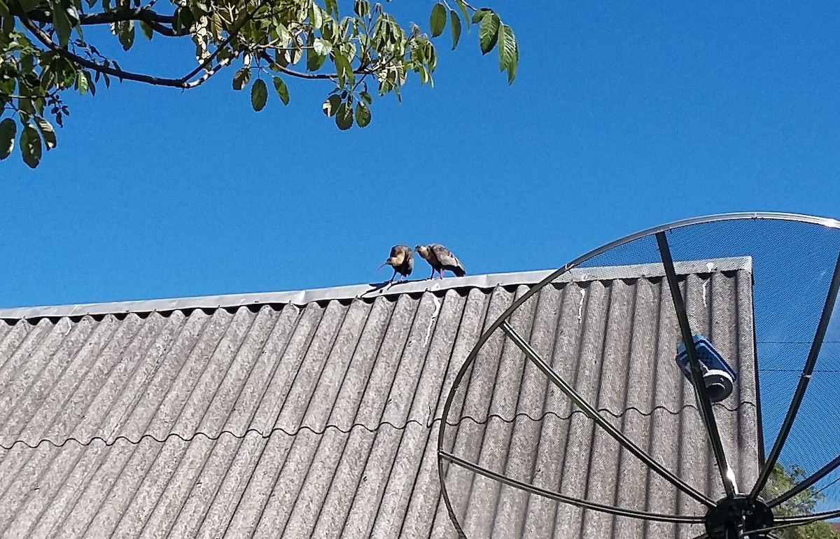 Buff-necked Ibis - ML644314613