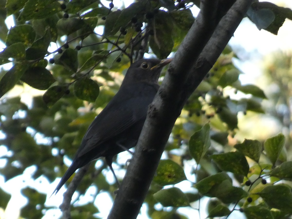 mandarintrost - ML644314614