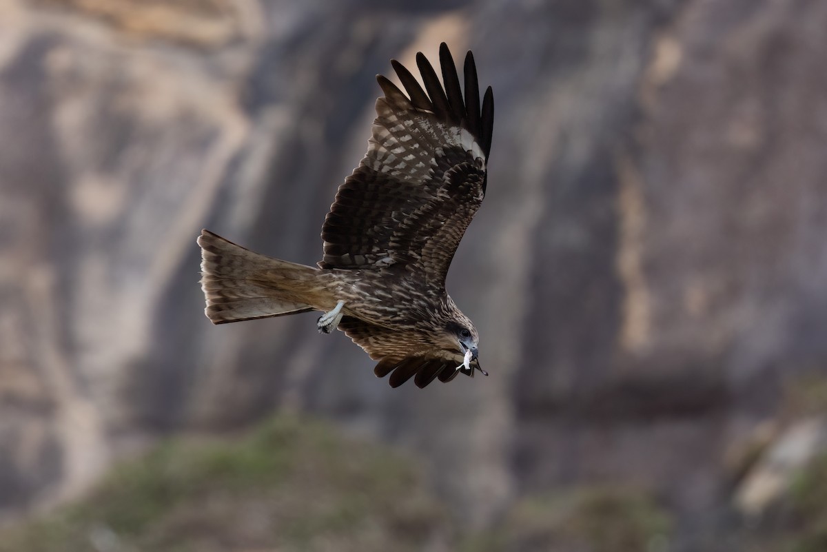 luňák hnědý (ssp. lineatus/formosanus) - ML644314618