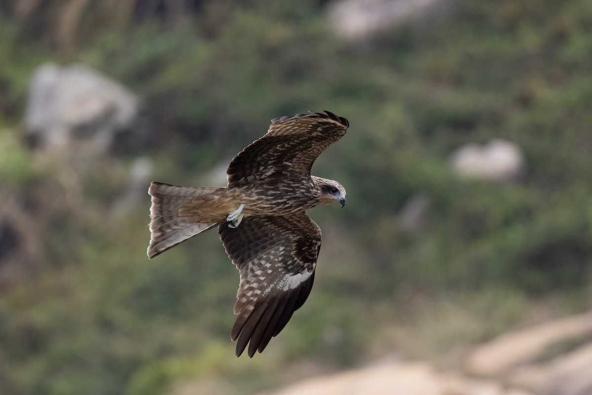 luňák hnědý (ssp. lineatus/formosanus) - ML644314619