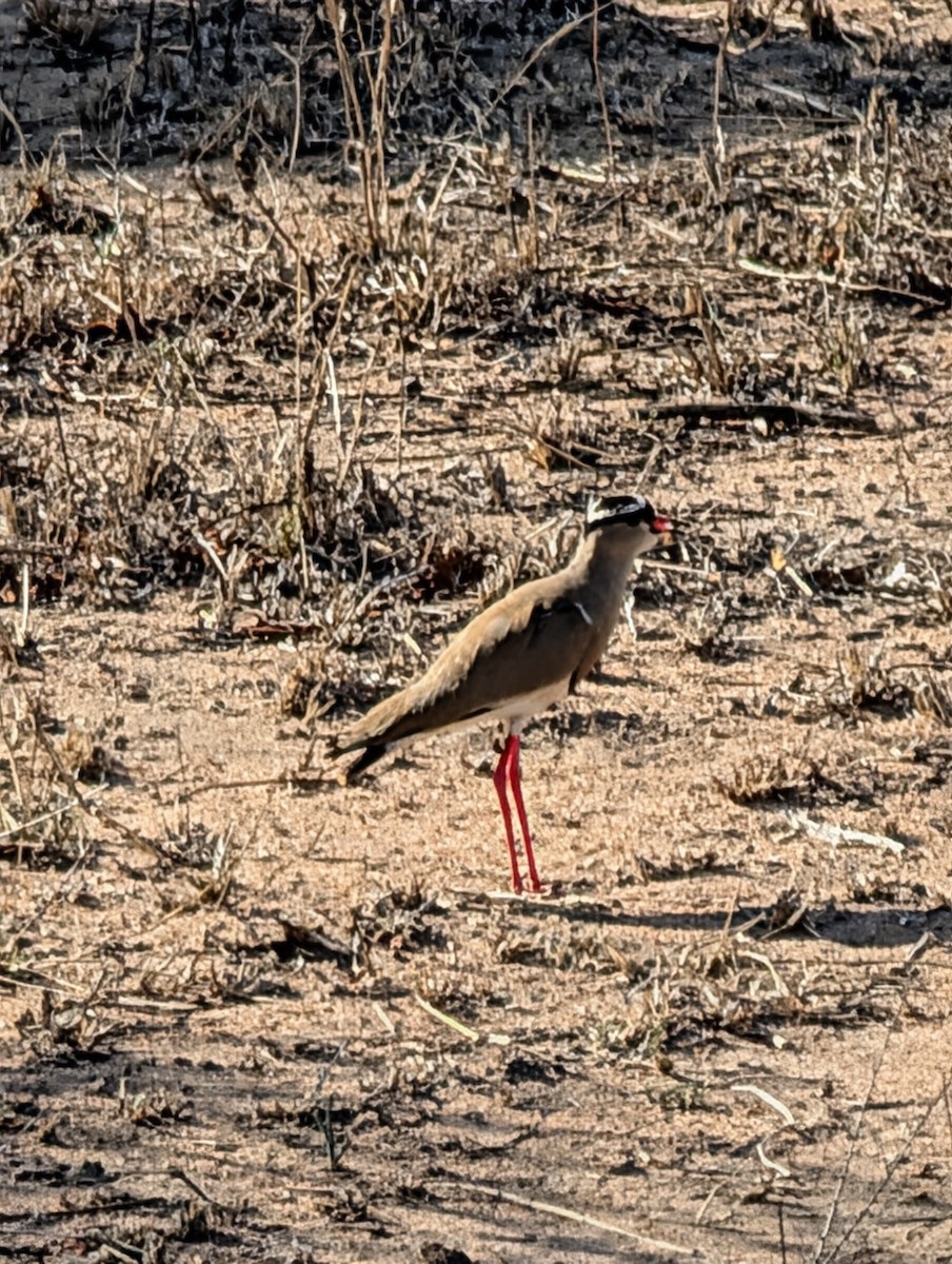 Kronenkiebitz - ML644314624