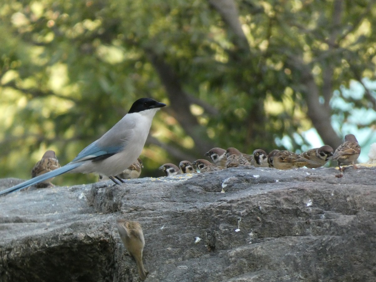 Mavi Saksağan - ML644314631