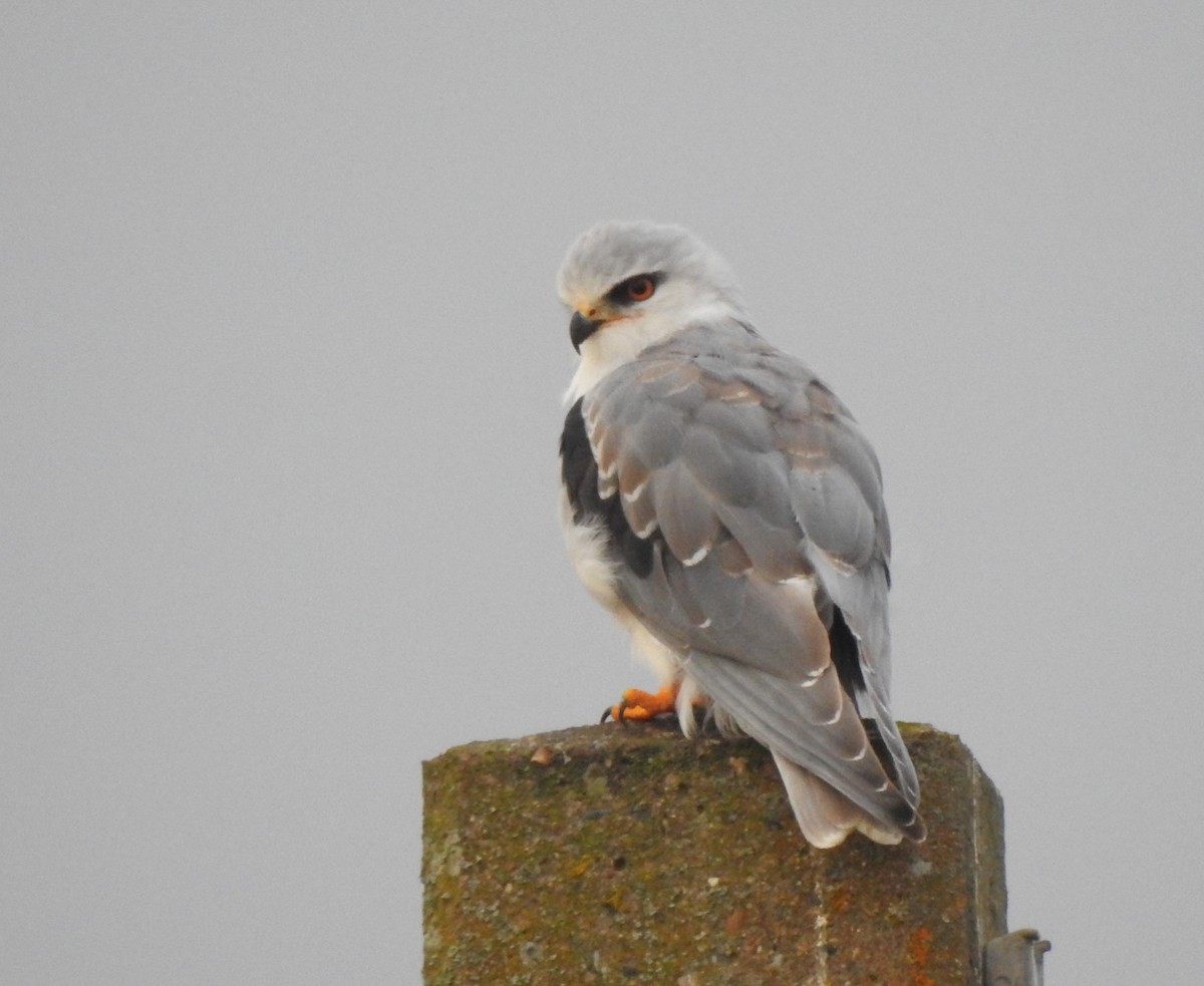 Gleitaar - ML644314635