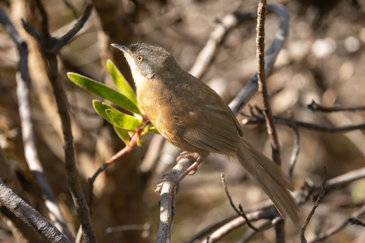 Grauwangensänger - ML644314641