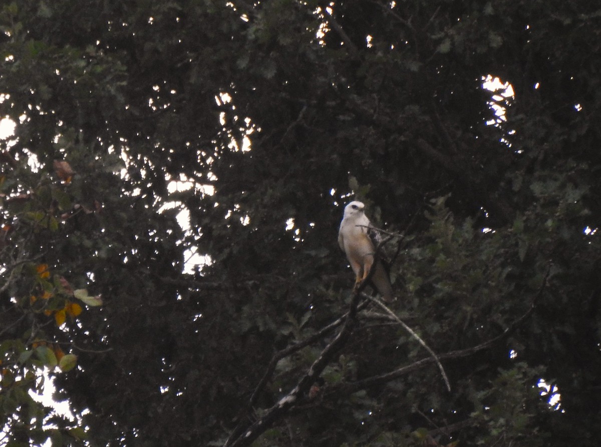 Mäusebussard - ML644314642