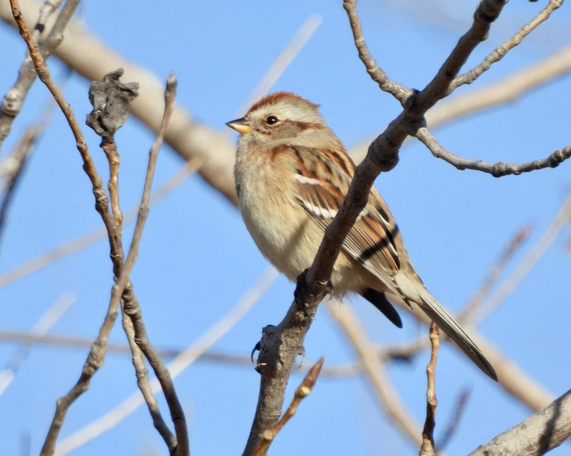 Baumammer - ML644314644