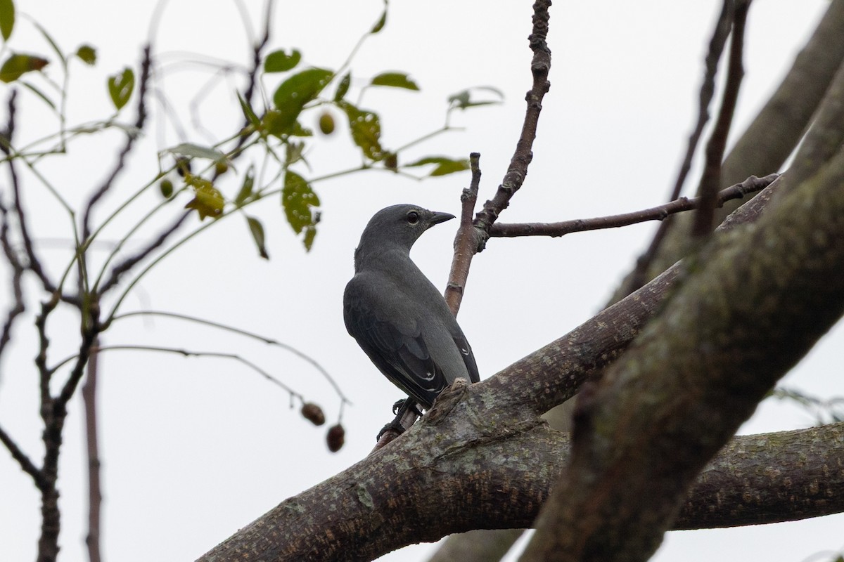 Trauerraupenfänger - ML644314646
