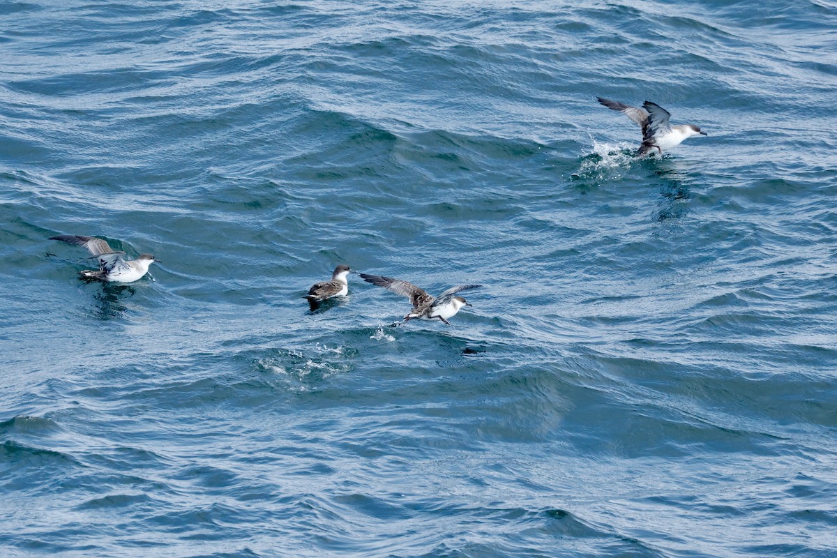 Kappensturmtaucher - ML644314647