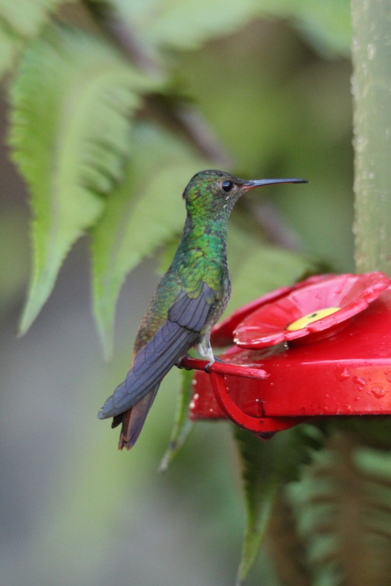 Braunschwanzamazilie - ML644314649