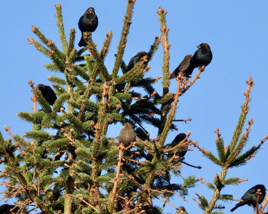 Brown-headed Cowbird - ML644314653