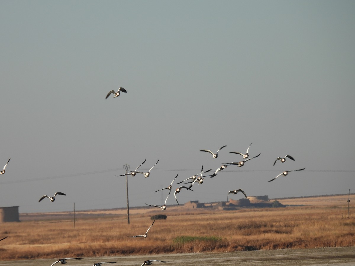 Brandgans - ML644314658