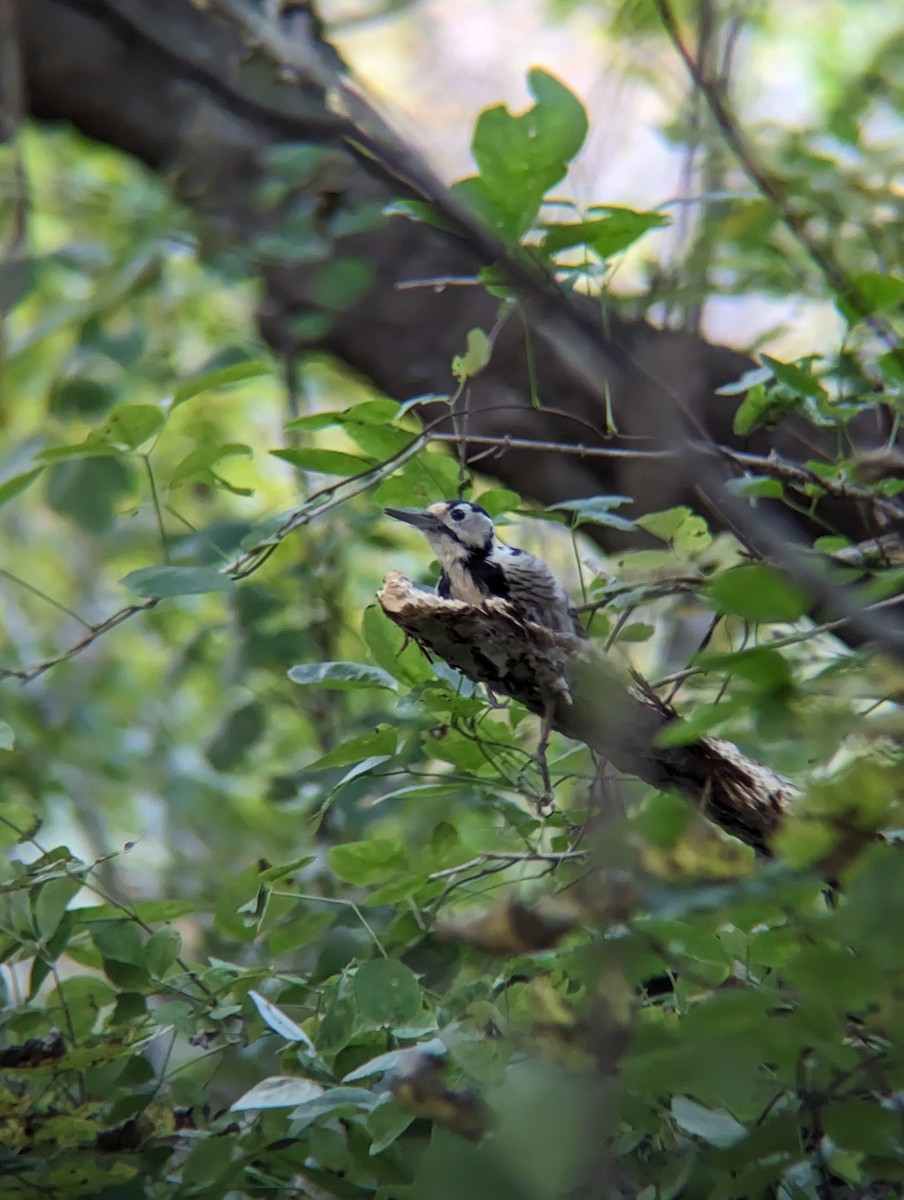 Weißrückenspecht - ML644314659