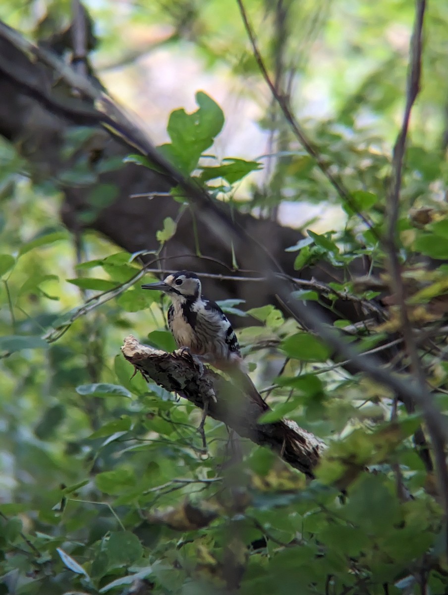 Weißrückenspecht - ML644314660