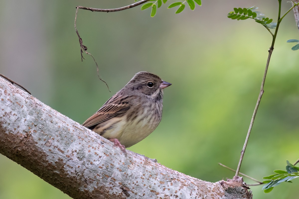 Maskenammer - ML644314661