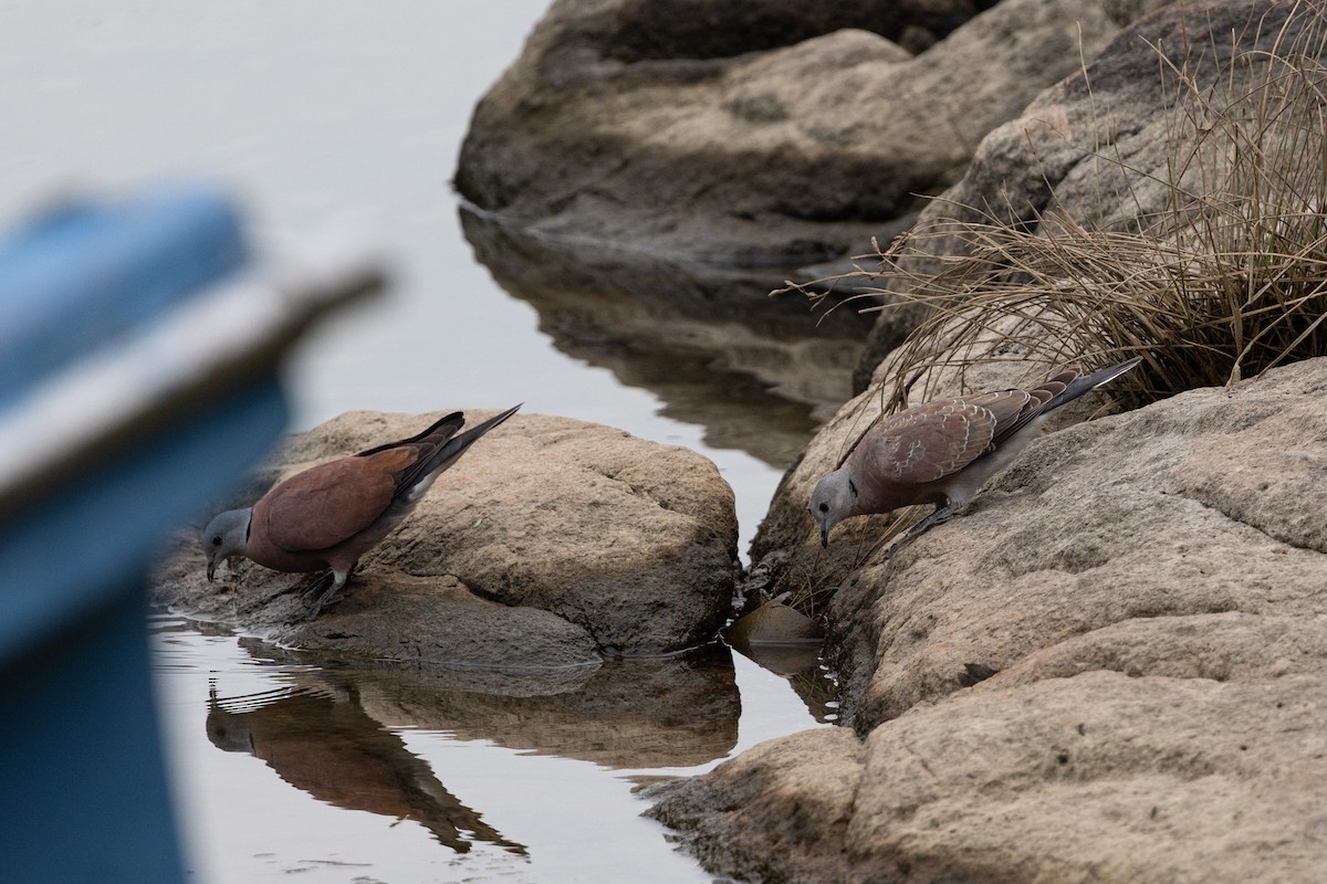 Halsringtaube - ML644314662