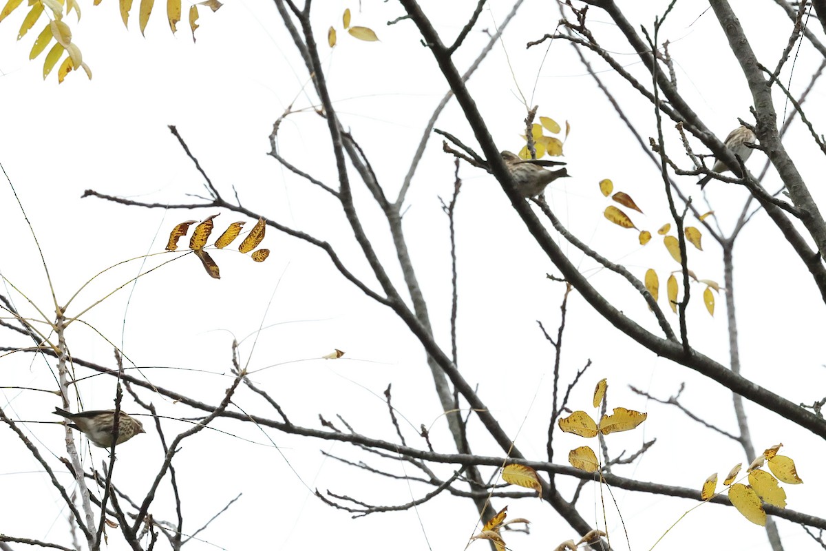 Purpurgimpel - ML644314663