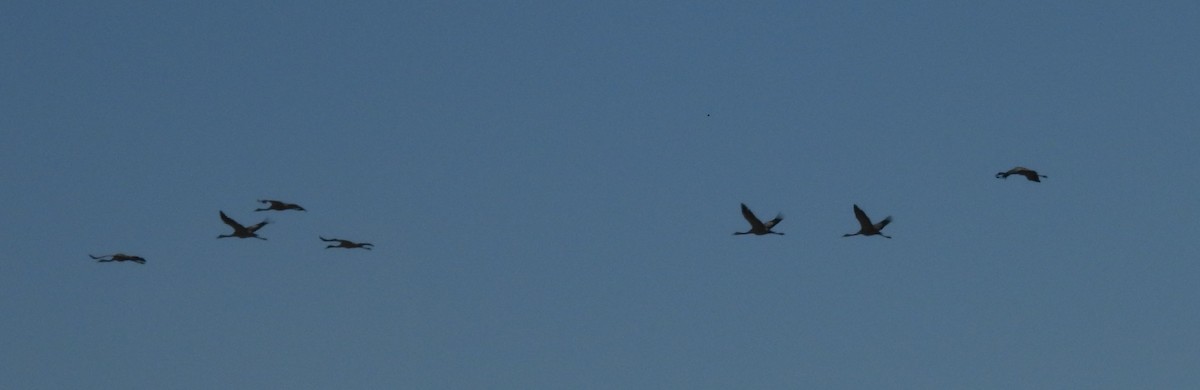 Kranich - ML644314665