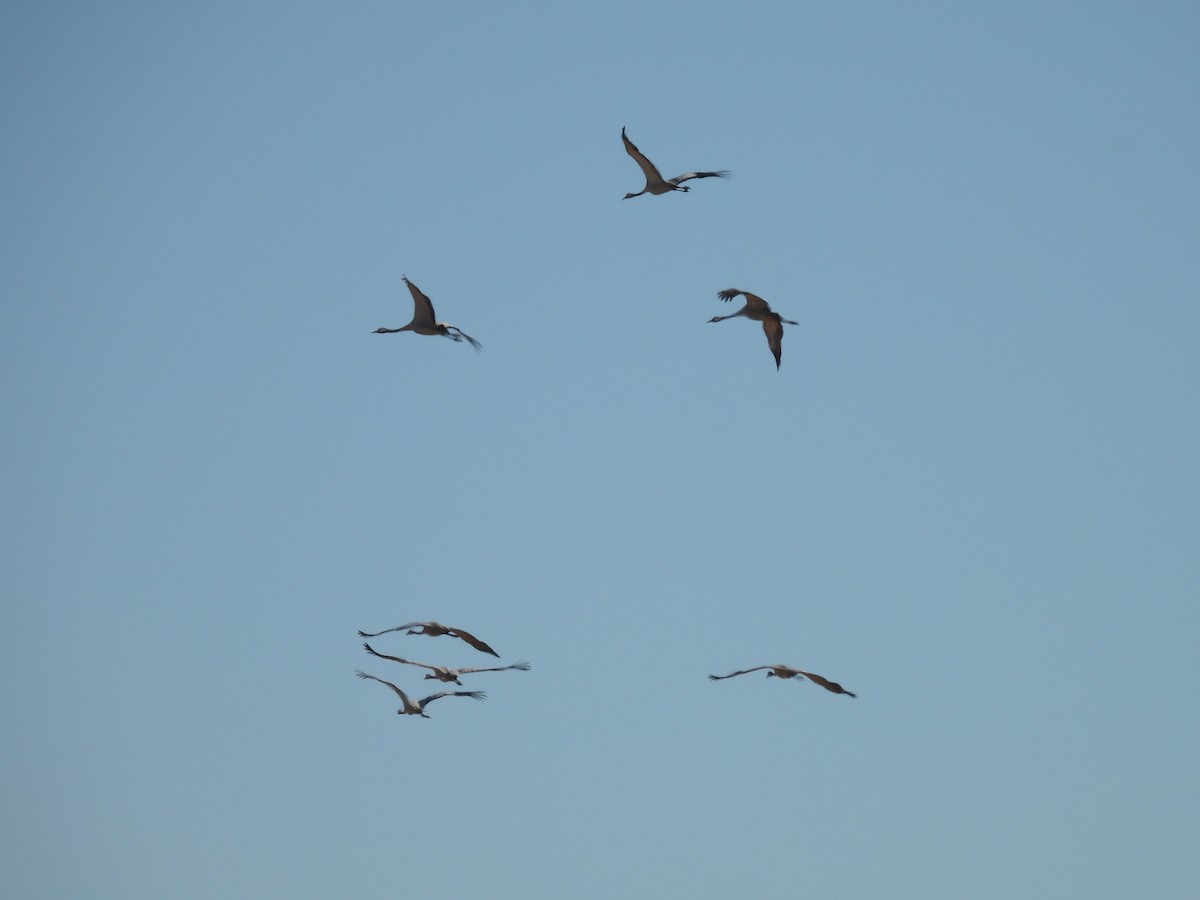 Kranich - ML644314666