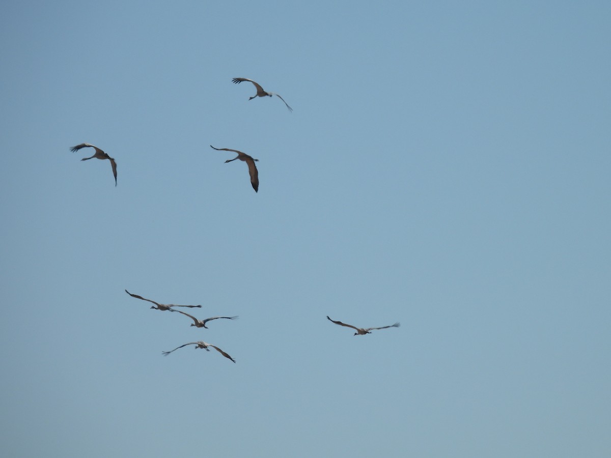 Kranich - ML644314667