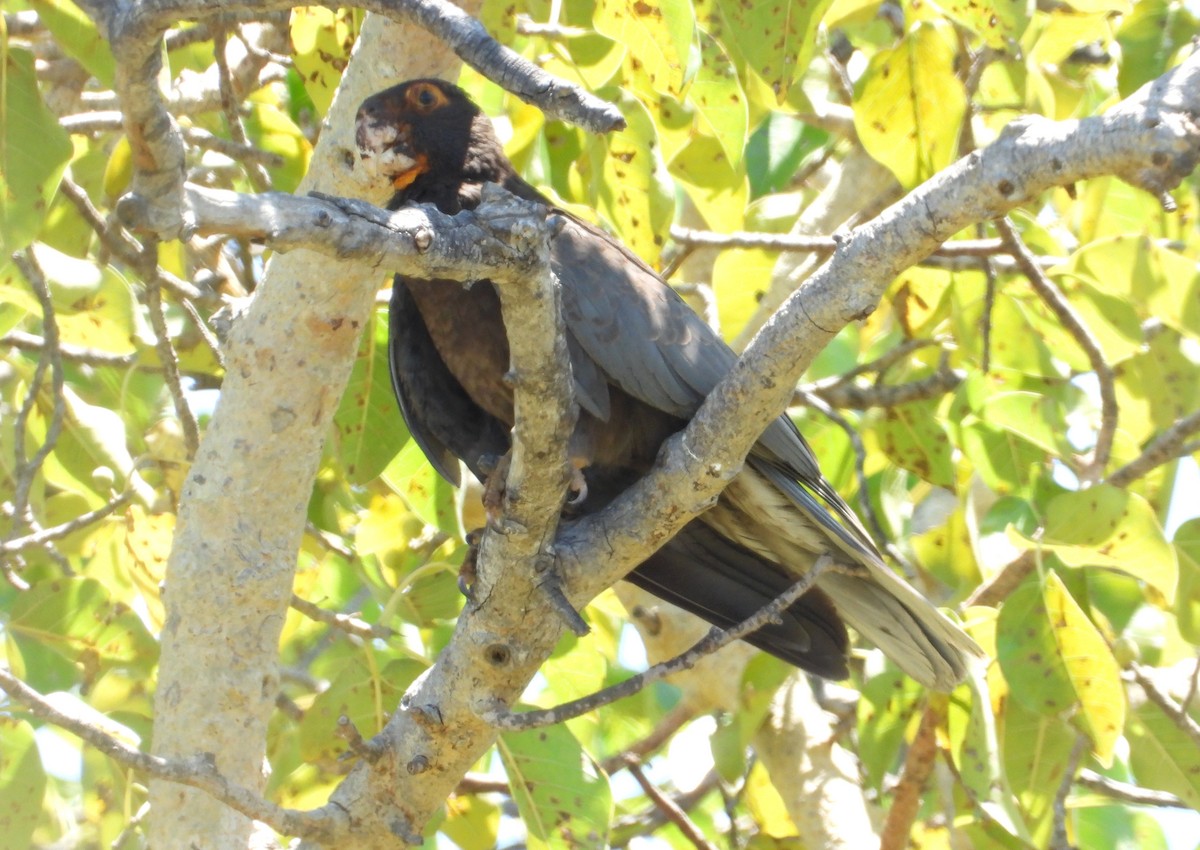 Vasapapagei - ML644314669