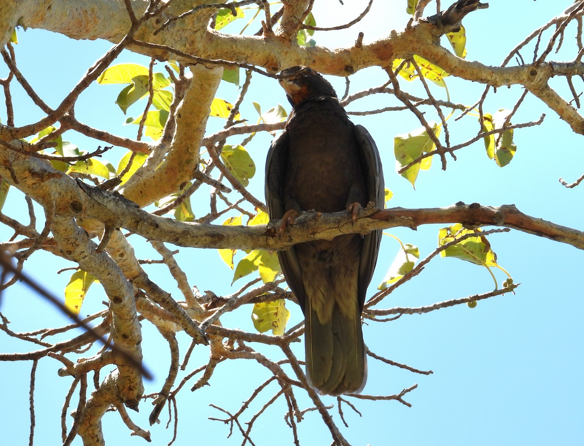 Vasapapagei - ML644314670