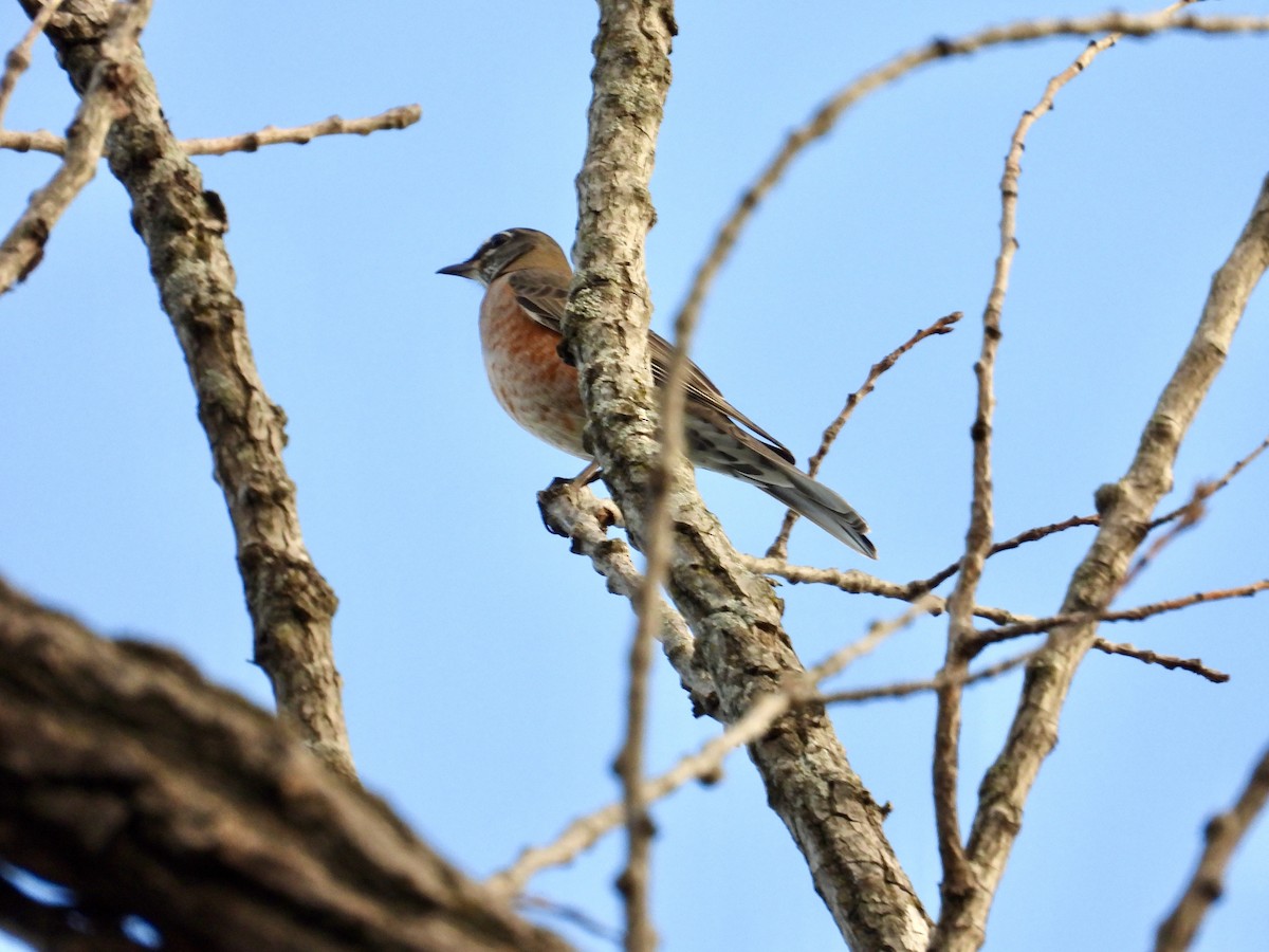 Wanderdrossel - ML644314671