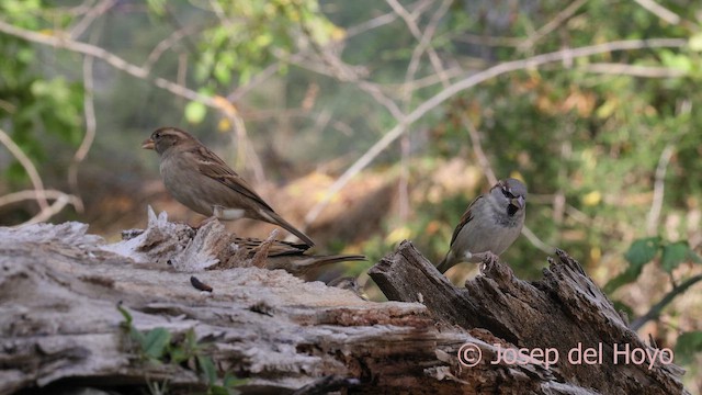 Etxe-txolarrea - ML644314672