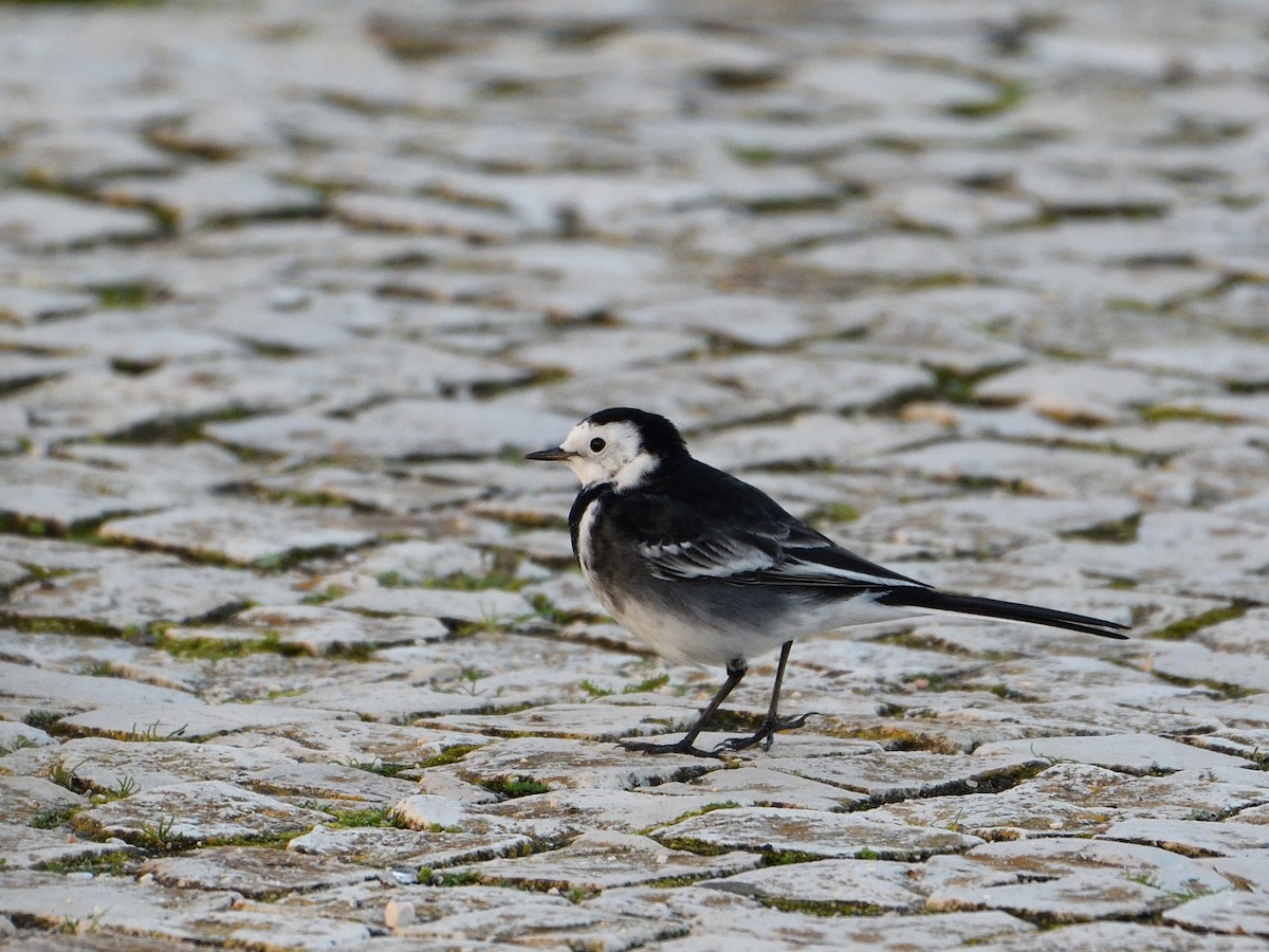 Bachstelze (Trauerbachstelze) - ML644314673