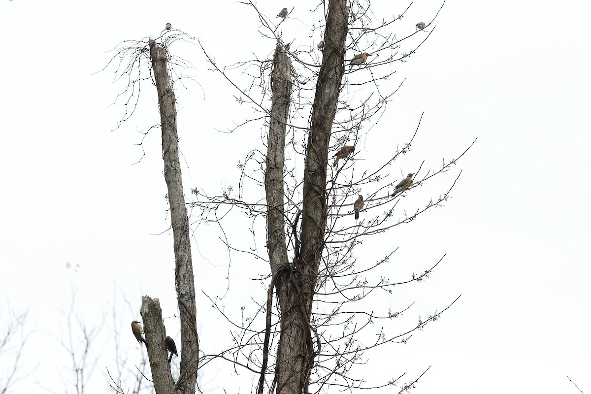 Goldspecht - ML644314675