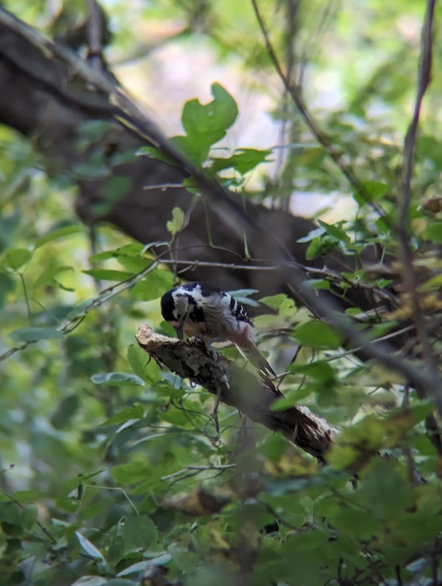 Хондлой цагаан тоншуул - ML644314684