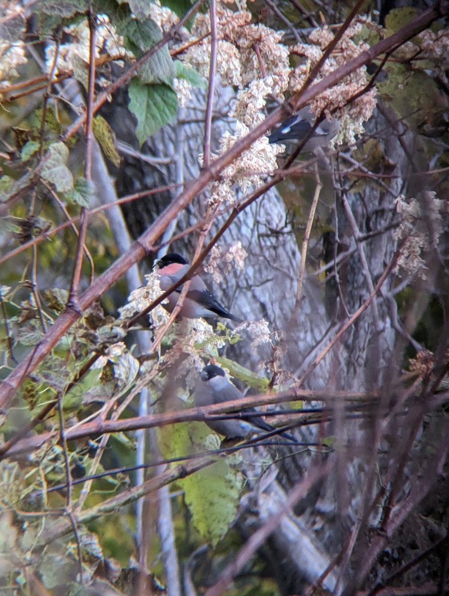 Eurasian Bullfinch - ML644314703
