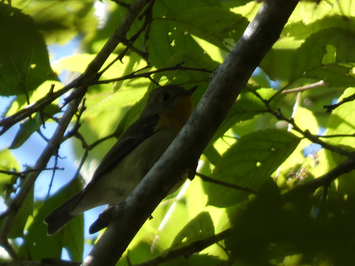 Mugimaki Flycatcher - ML644314704