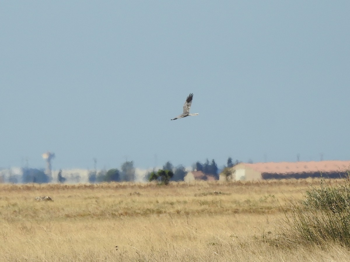 ヒメハイイロチュウヒ - ML644314705