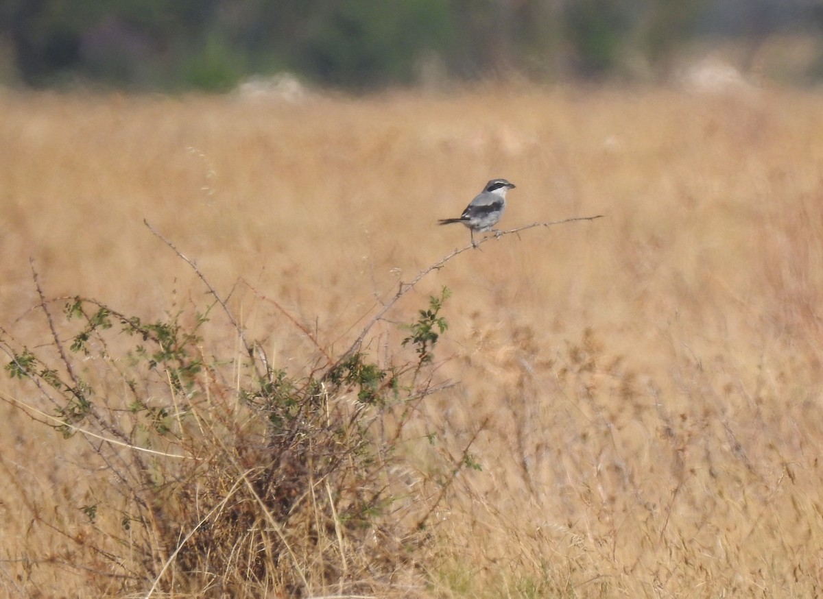 Iberian Gray Shrike - ML644314717