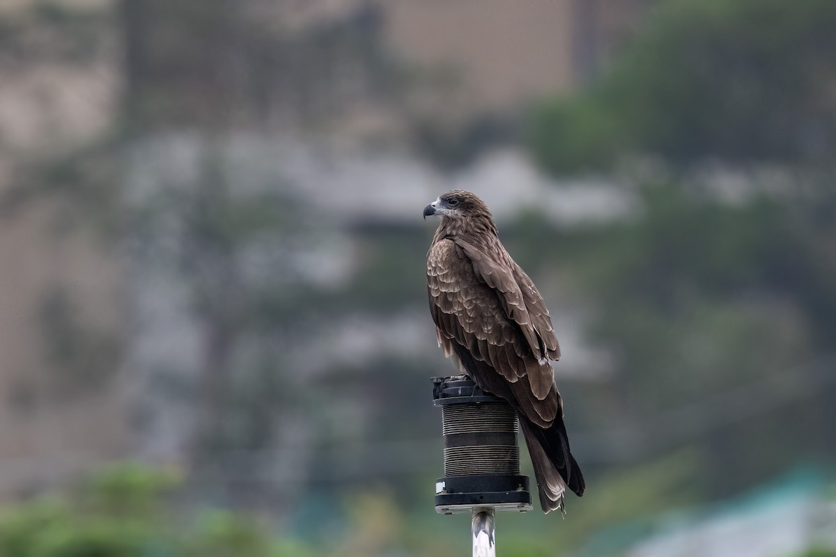 luňák hnědý (ssp. lineatus/formosanus) - ML644314730