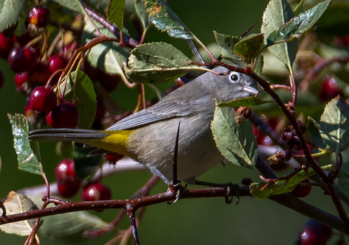 Червоїд жовтоволий - ML644314751