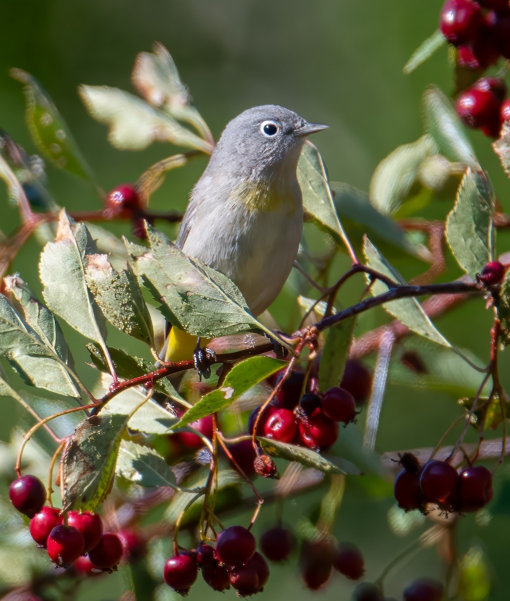 Червоїд жовтоволий - ML644314752