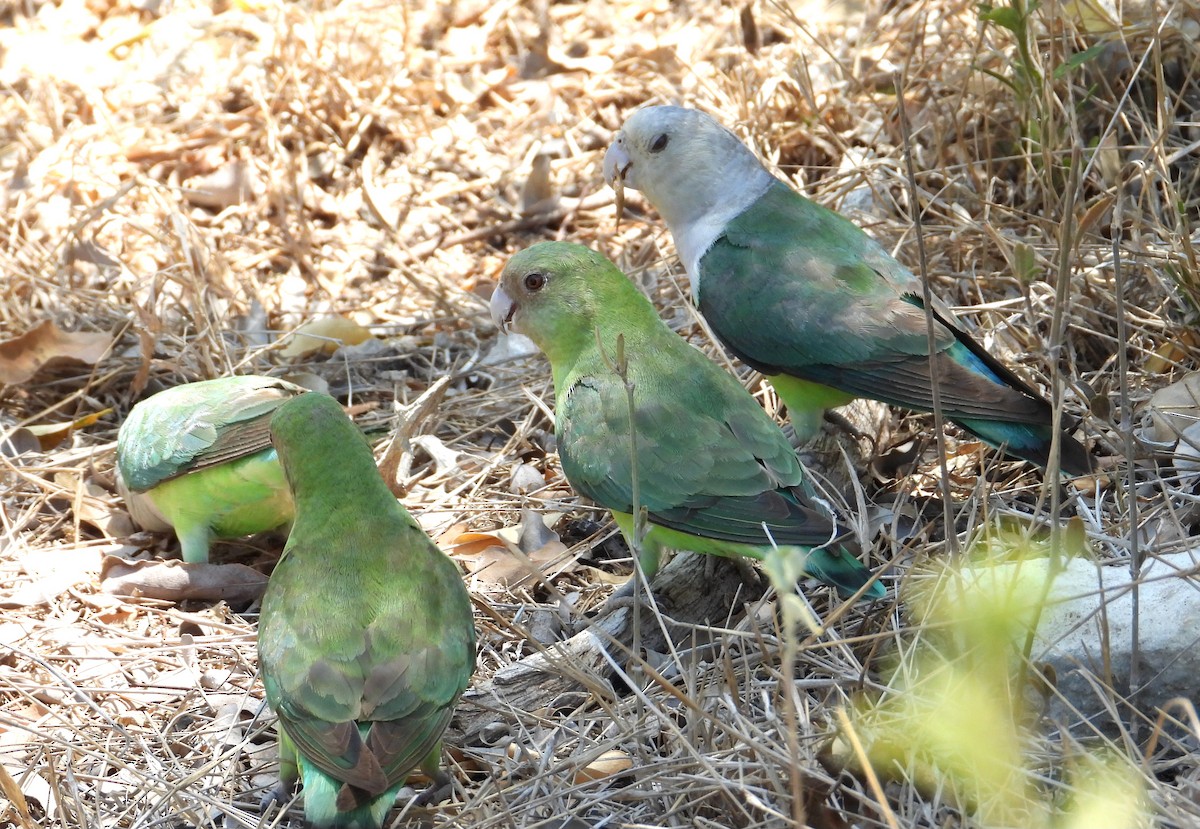 Grauköpfchen - ML644314755